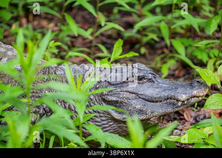 The closeup image of Chinese alligator (Alligator sinensis). A critically endangered crocodile endemic to China.  Dark gray or black in color Stock Photo