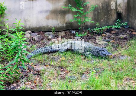 The closeup image of Chinese alligator (Alligator sinensis). A critically endangered crocodile endemic to China.  Dark gray or black in color Stock Photo
