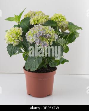 Hydrangea bouquet in a pot isolated nature background with clipping path Stock Photo