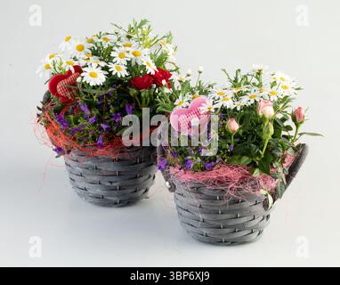 Small white sunflowers in pots and woven baskets stacked on top of each other isolated nature background with clipping path Stock Photo