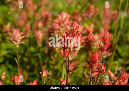 Thick Patch Of Paint Brush Blooms In Glacier National Park Stock Photo