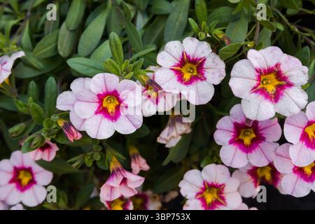 Close up of colorful summer flowers petunia and begonia Stock Photo