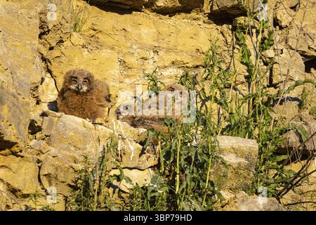 Eurasian Eagle-owl (Bubo bubo) chicks in the nest hollow Germany Stock Photo