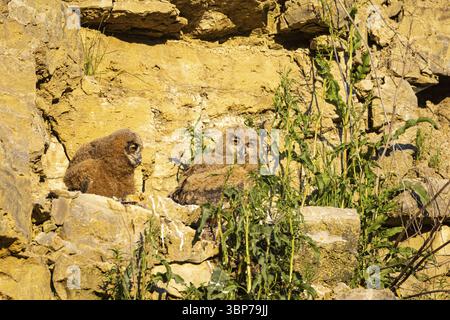 Eurasian Eagle-owl (Bubo bubo) chicks in the nest hollow Germany Stock Photo
