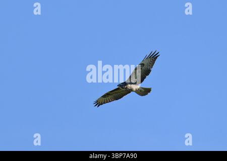Maeusebussard im Flug. Common buzzard in flight against blue sky Stock Photo