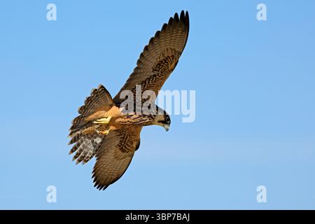 A lanner falcon (Falco biarmicus) in flight against a clear blue sky, South Africa Stock Photo