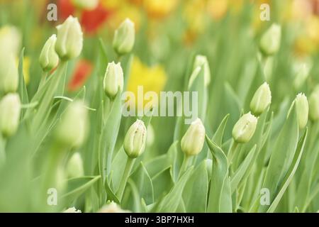 Blooming field of white tulips, floral background Stock Photo