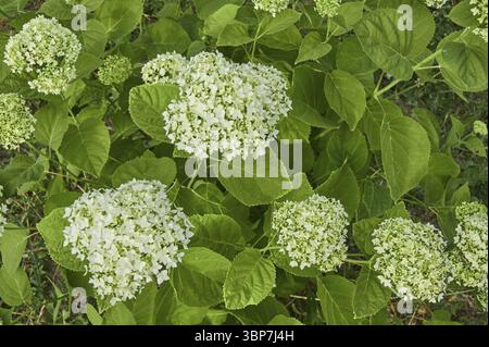 Top view of white blooming hydrangea flower. Natural floral background ...
