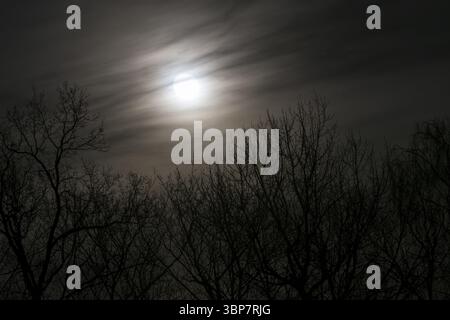Wolken verhangener Vollmond. Coudy full moon between trees Stock Photo