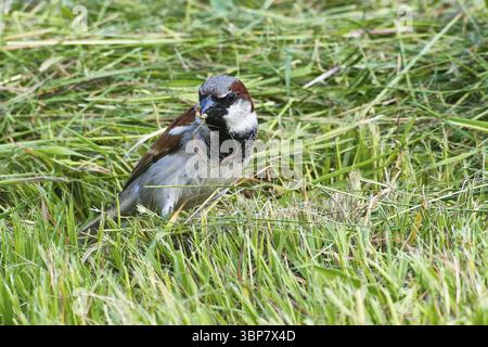 Haussperling Maennchen bei der Futtersuche auf einer Wiese. Male House Sparrow foraging in a meadow Stock Photo