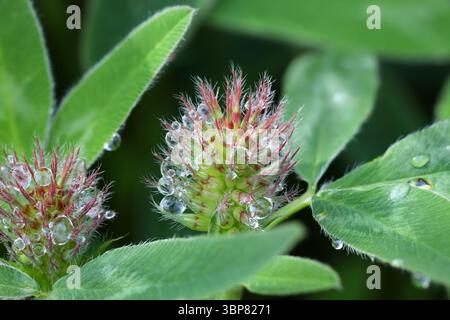 Close Up of an Emerging Red Clover (Trifolium pratense) Flower Covered in Dew Drops, North Pennines, Teesdale, County Durham, UK Stock Photo