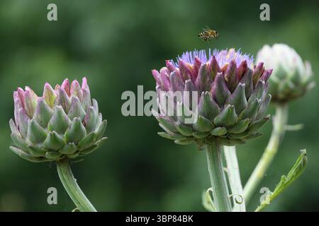Globe artichoke Stock Photo