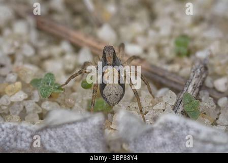 A tiny Wolf Spider (from the family Lycosidae) amongst the grains of sand in Banksia woodland, Western Australia. Stock Photo