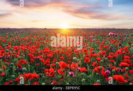 Landscape with nice sunset over poppy field - panorama Stock Photo