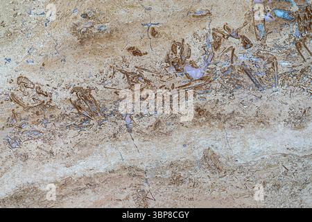Natural marble texture with intricate brown and beige veining across smooth polished stone. Waves pattern in color marbled structure. Concept of Stock Photo