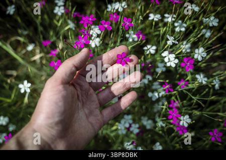 Man touches small ornamental flower of wild Dianthus Deltoides, also called maiden pink, growing on field, hand closeup. Garden grassy carnation plant Stock Photo