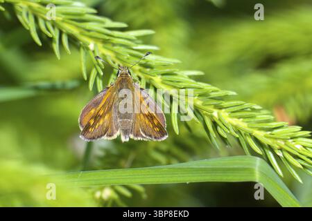 Rostfarbiger Dickkopffalter (Ochlodes sylvanus). large skipper (Ochlodes sylvanus) Stock Photo