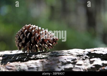 single pine cone on tree trunk in woodland setting, norfolk, england Stock Photo
