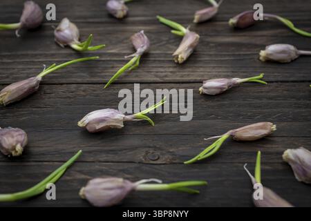 Close up of garlic with green germinal sprouts on rustical wooden table. Food background Stock Photo
