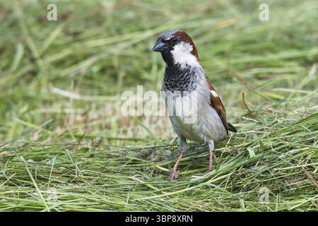 Haussperling Maennchen bei der Futtersuche auf einer Wiese. Male House Sparrow foraging in a meadow Stock Photo