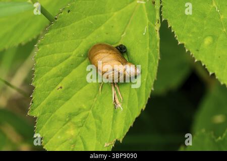 Gemeine Bernsteinschnecke (Succinea putris). Common amber snail (Succinea putris) Stock Photo