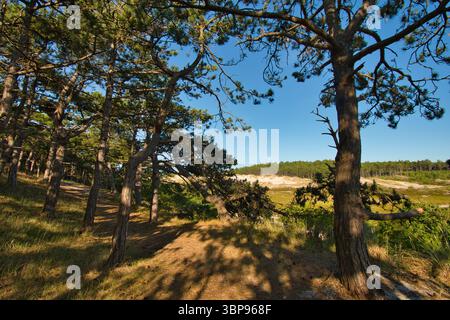 Camperduin beach, Schoorl, North Holland, Netherlands Stock Photo - Alamy