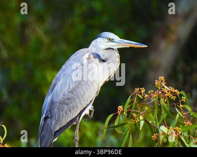 Grey Heron Sitting on One Foot Stock Photo