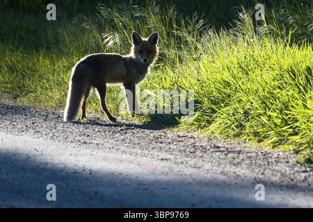 Rotfuchs im Gegenlicht. Red fox in backlight Stock Photo