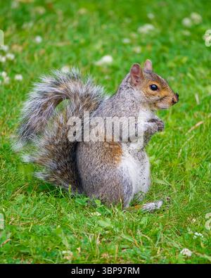 Eastern gray squirrel in a Montreal park, Quebec, Canada. Stock Photo