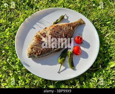 outdoor cooking. prepared  whole grilled dorada gilt head bream fish with spices on white plate for making delicious meal in garden, food closeup, out Stock Photo