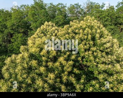 Aerial view of the Sweet Chestnut Tree in Bloom (Castanea sativa) Stock Photo