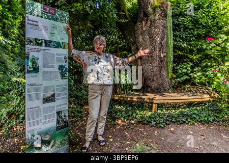 Eva Eberwein stands in front of the roughly 200-year-old Thurgau cider pear tree in the garden of the Mia and Hermann Hesse House in Gaienhofen, Baden-Württemberg, Germany, beside the information panel "Pear Tree – House Tree". Starting in 1907, Hermann Hesse laid out the garden himself around the newly built house on a 9,000-square-metre plot of meadow and farmland, planning paths, flower beds, trees and hedges. Stock Photo
