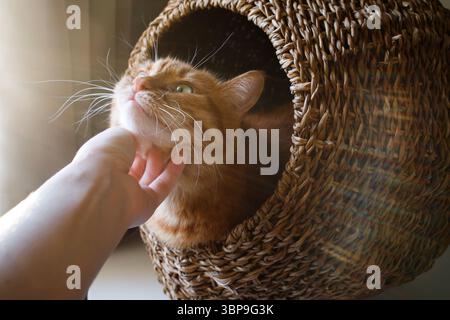 Girl petting cute ginger cat sitting in cat house Stock Photo