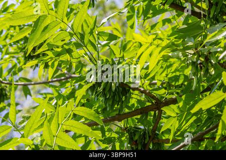 Bright green pinnate leaves of a common ash tree are seen alongside drooping clusters of elongated samaras characteristic of the species in a sunny en Stock Photo