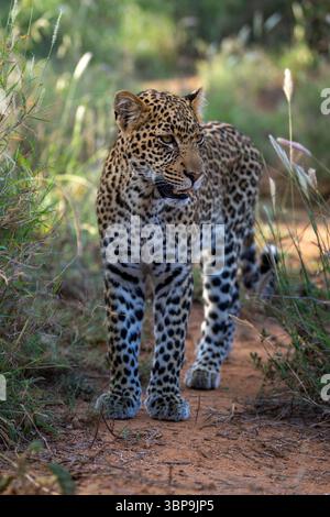 Leopard walking on a dirt path surrounded by tall grass and greenery in daylight. Laikipia, Kenya Stock Photo