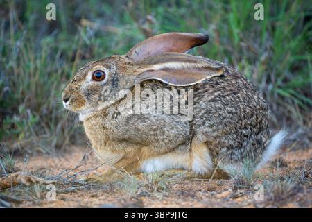 Brown rabbit, Scrub hare, sitting on a dirt ground surrounded by grass, looking alert. Laikipia, Kenya Stock Photo