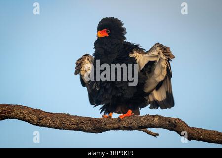 Bateleur eagle perched on a branch with wings slightly spread against a clear blue sky. Laikipia, Kenya Stock Photo