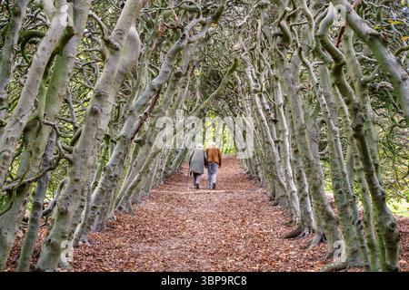 Oosterbeek, The Netherlands - October 27, 2022: Elderly Dutch couple walking in a hedge of ancient trees in Oosterbeek, The Netherlands Stock Photo
