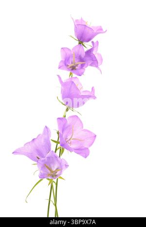 Peach leaf bellflowers isolated on white. Stock Photo