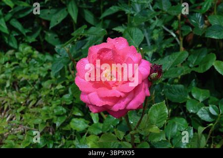 Close up of the floribunda rose 'My Dad' , Boselftay against dark green foliage Stock Photo