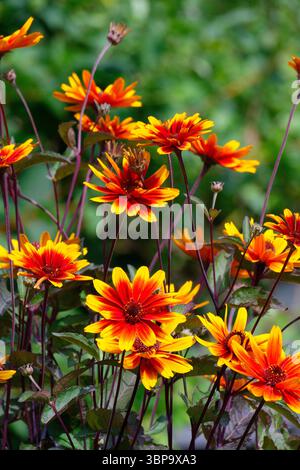 Close up of the flowers of Heliopsis, var. Sparkling Contrast in full bloom Stock Photo