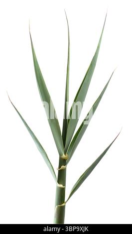 Giant cane branch isolated on white background Stock Photo