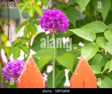 A vibrant purple allium flower stands tall against a backdrop of lush green leaves and an orange wooden fence. The flower's spherical shape and vivid Stock Photo