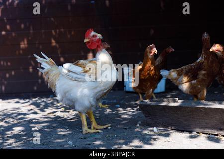Diverse Group of Chickens Roaming Freely in a Sunlit Coop Setting, Showcasing Vibrant Plumage and Natural Behavior in a Peaceful Farm Environment Stock Photo