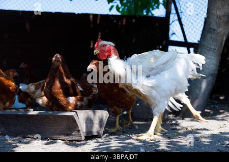 A Vibrant Scene of Chickens and Rooster Roaming in a Rustic Farmyard Environment Amidst Natural Sunlight and a Charming Wooden Feeding Trough Stock Photo
