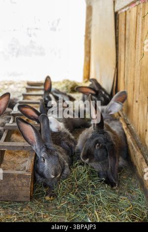 Rabbits in a barn Stock Photo - Alamy