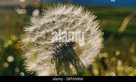 Close-up of a wilted dandelion silhouette in warm morning sunlight with a soft sparkling green background Stock Photo