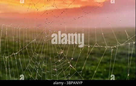 spider web with morning dew in the morning light with sunrise in the countryside with green meadow Stock Photo