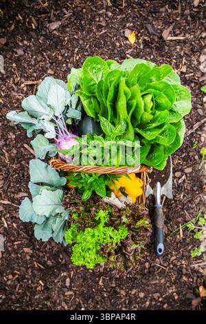 Assortment of vegetables and herbs in a basket in a garden, harvesting and self-sufficiency concept Stock Photo