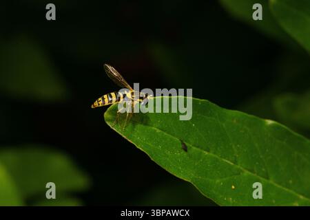 Syrphid fly, also known as hoverfly, resting on a vibrant green leaf in its natural environment Stock Photo
